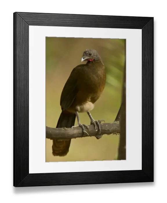 Framed Print : Rufous-vented Chachalaca (Ortalis ruficauda ruficauda) adult, perched on branch, Tobago, Trinidad and Tobago, February Framed Print : Rufous-vented Chachalaca (Ortalis ruficauda ruficauda) adult, perched on branch, Tobago, Trinidad and Tobago, February