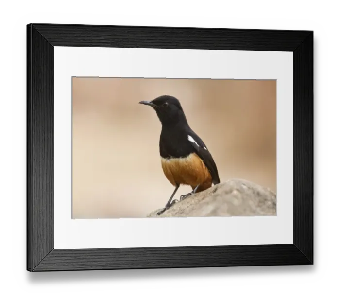 Framed Print : Mocking Cliff-chat (Thamnolaea cinnamomeiventris) adult male, standing on rock outcrop, Kruger N. P Framed Print : Mocking Cliff-chat (Thamnolaea cinnamomeiventris) adult male, standing on rock outcrop, Kruger N. P