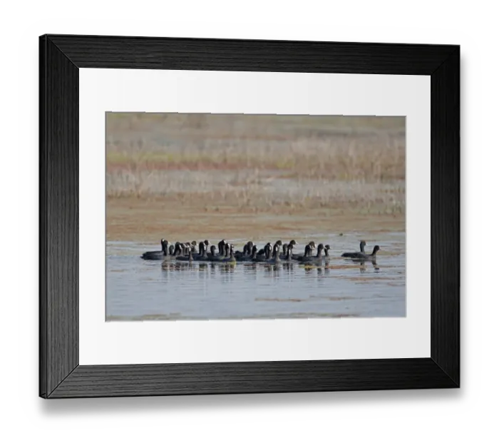 Framed Print : Common Coot (Fulica atra) flock, gathered together on water after sighting Marsh Harrier (Circus sp. ), Sundarbans Framed Print : Common Coot (Fulica atra) flock, gathered together on water after sighting Marsh Harrier (Circus sp. ), Sundarbans