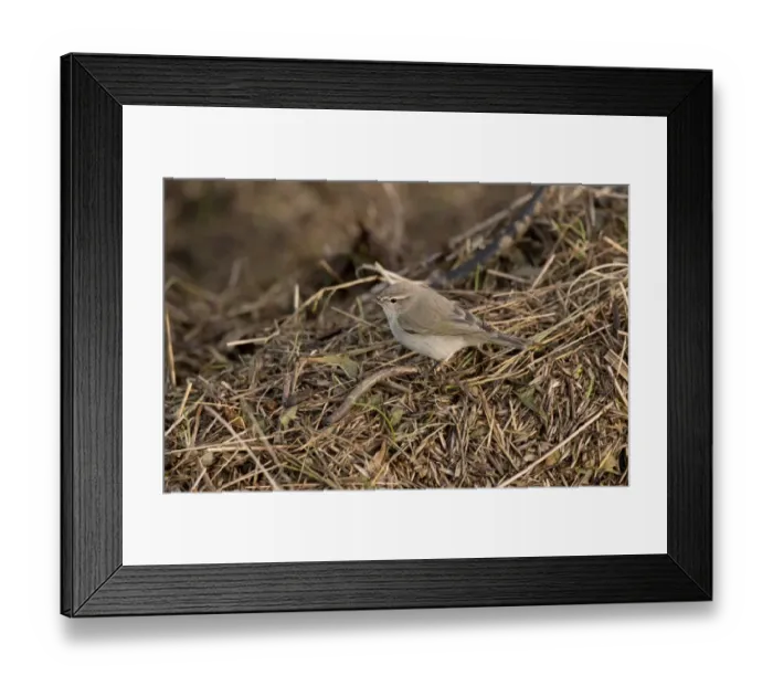 Framed Print : Siberian Chiffchaff (Phylloscopus collybita tristis) adult, vagrant standing on tidal wrack, Burton Marsh Framed Print : Siberian Chiffchaff (Phylloscopus collybita tristis) adult, vagrant standing on tidal wrack, Burton Marsh
