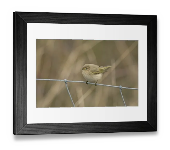 Framed Print : Siberian Chiffchaff (Phylloscopus collybita tristis) adult, vagrant perched on wire fence, Burton Marsh Framed Print : Siberian Chiffchaff (Phylloscopus collybita tristis) adult, vagrant perched on wire fence, Burton Marsh