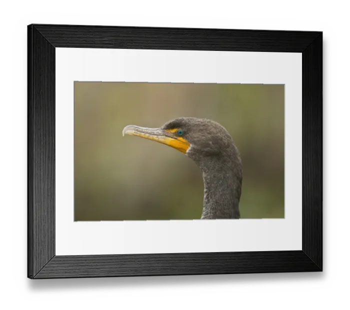 Framed Print : Double-crested Cormorant (Phalacrocorax auritus) juvenile, close-up of head, Florida, U. S. A. February