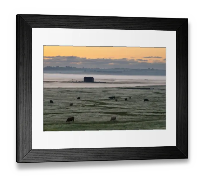Framed Print : View of cattle and barn on coastal grazing marsh habitat in mist at sunrise, Elmley Marshes N. N. R Framed Print : View of cattle and barn on coastal grazing marsh habitat in mist at sunrise, Elmley Marshes N. N. R