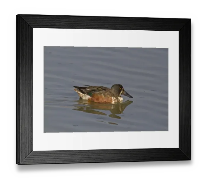 Framed Print : Northern Shoveler (Anas clypeata) adult male, moulting into breeding plumage, swimming, Norfolk, England, March Framed Print : Northern Shoveler (Anas clypeata) adult male, moulting into breeding plumage, swimming, Norfolk, England, March