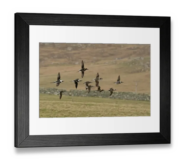 Framed Print : Long-tailed Duck (Clangula hyemalis) flock, mixed plumages, in flight, Shetland Islands, Scotland, April Framed Print : Long-tailed Duck (Clangula hyemalis) flock, mixed plumages, in flight, Shetland Islands, Scotland, April