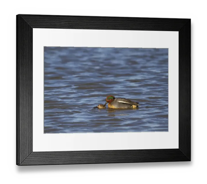 Framed Print : Common Teal (Anas crecca) adult pair, mating on water, Norfolk, England, January Framed Print : Common Teal (Anas crecca) adult pair, mating on water, Norfolk, England, January