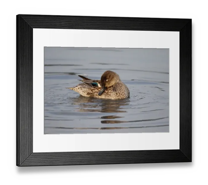 Framed Print : Common Teal (Anas crecca) adult female, preening on water, Hong Kong, China, December Framed Print : Common Teal (Anas crecca) adult female, preening on water, Hong Kong, China, December