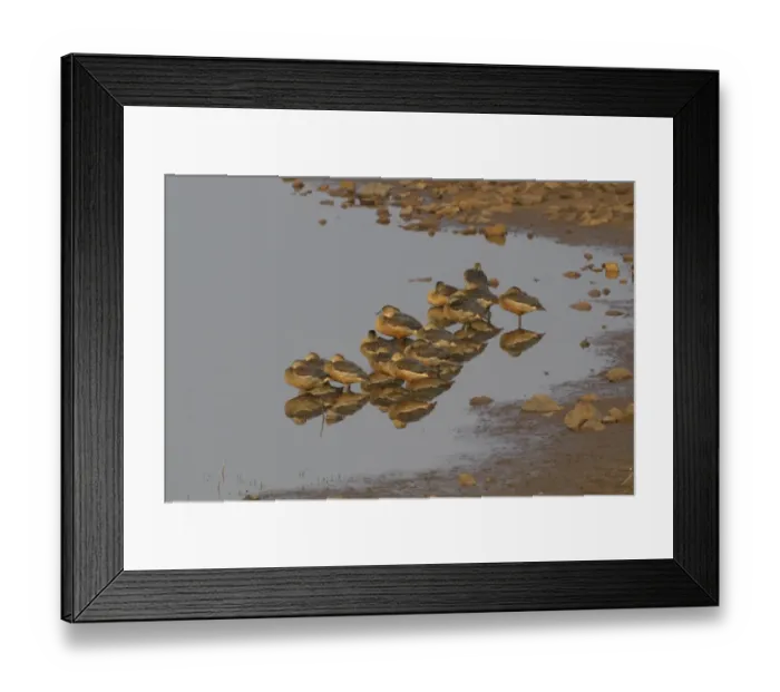 Framed Print : Lesser Whistling-duck (Dendrocygna javanica) flock, roosting in shallow water, Tadoba N. P. Maharashtra, India, February Framed Print : Lesser Whistling-duck (Dendrocygna javanica) flock, roosting in shallow water, Tadoba N. P. Maharashtra, India, February