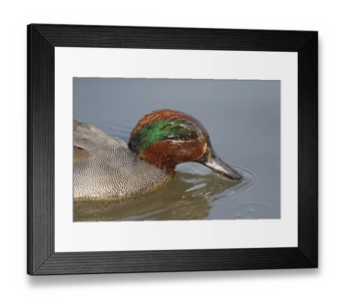 Framed Print : Common Teal (Anas crecca) adult male, close-up of head, feeding at surface of water, Hong Kong, China, December Framed Print : Common Teal (Anas crecca) adult male, close-up of head, feeding at surface of water, Hong Kong, China, December