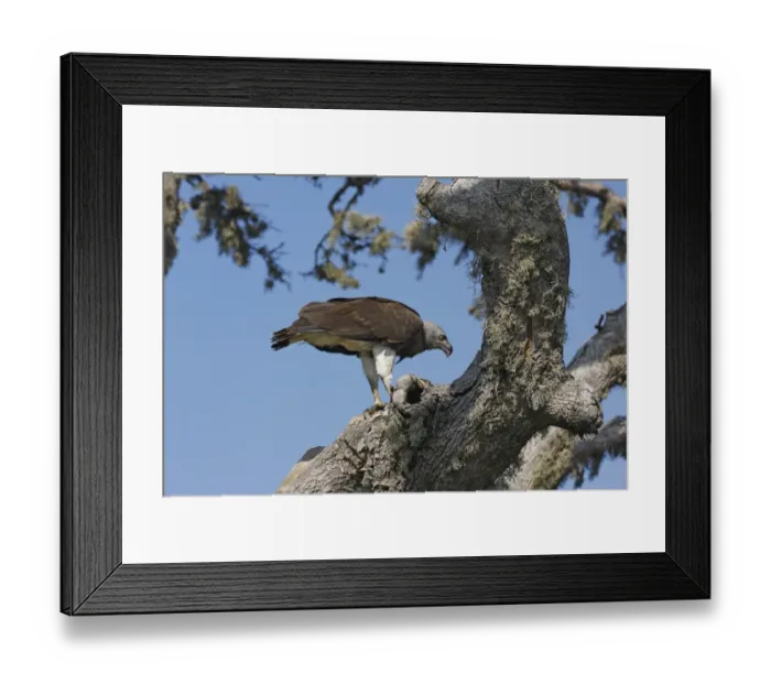 Framed Print : Grey-headed Fish-eagle (Ichthyophaga ichthyaetus) adult, feeding on fish catch, perched in tree, Bundala N. P