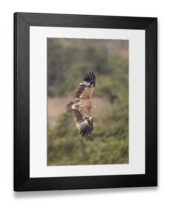 Framed Print : Eastern Imperial Eagle (Aquila heliaca) immature, in flight, Mai Po Marshes Reserve, New Territories, Hong Kong, China Framed Print : Eastern Imperial Eagle (Aquila heliaca) immature, in flight, Mai Po Marshes Reserve, New Territories, Hong Kong, China