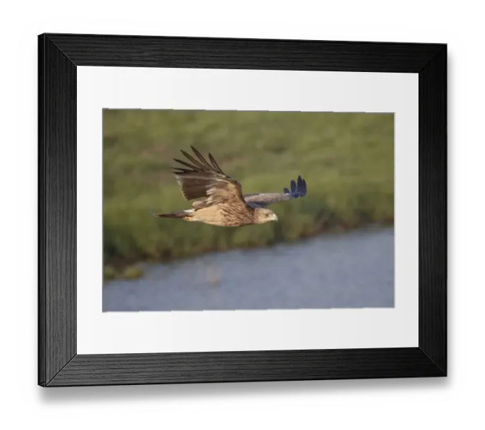 Framed Print : Eastern Imperial Eagle (Aquila heliaca) immature, in flight, Mai Po Marshes Reserve, New Territories, Hong Kong, China Framed Print : Eastern Imperial Eagle (Aquila heliaca) immature, in flight, Mai Po Marshes Reserve, New Territories, Hong Kong, China