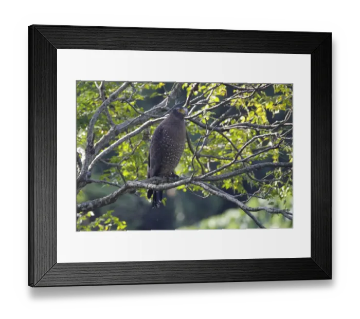 Framed Print : Crested Serpent-eagle (Spilornis cheela ricketti) adult, perched on branch, Tsim Bei Tsui, New Territories, Hong Kong Framed Print : Crested Serpent-eagle (Spilornis cheela ricketti) adult, perched on branch, Tsim Bei Tsui, New Territories, Hong Kong