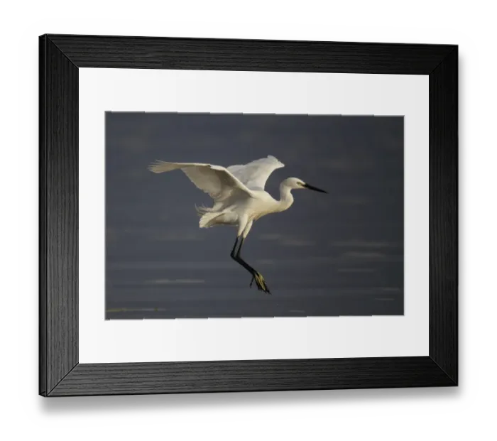 Framed Print : Little Egret (Egretta garzetta) adult, in flight, landing in wetland, Mai Po Marshes Reserve, New Territories Framed Print : Little Egret (Egretta garzetta) adult, in flight, landing in wetland, Mai Po Marshes Reserve, New Territories