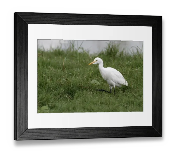 Framed Print : Eastern Cattle Egret (Bubulcus ibis coromandus) adult, non-breeding plumage, walking on grass, Bundala N. P Framed Print : Eastern Cattle Egret (Bubulcus ibis coromandus) adult, non-breeding plumage, walking on grass, Bundala N. P
