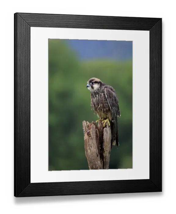 Framed Print : Lanner Falcon (Falco biarmicus) juvenile, perched on stump (captive) Framed Print : Lanner Falcon (Falco biarmicus) juvenile, perched on stump (captive)