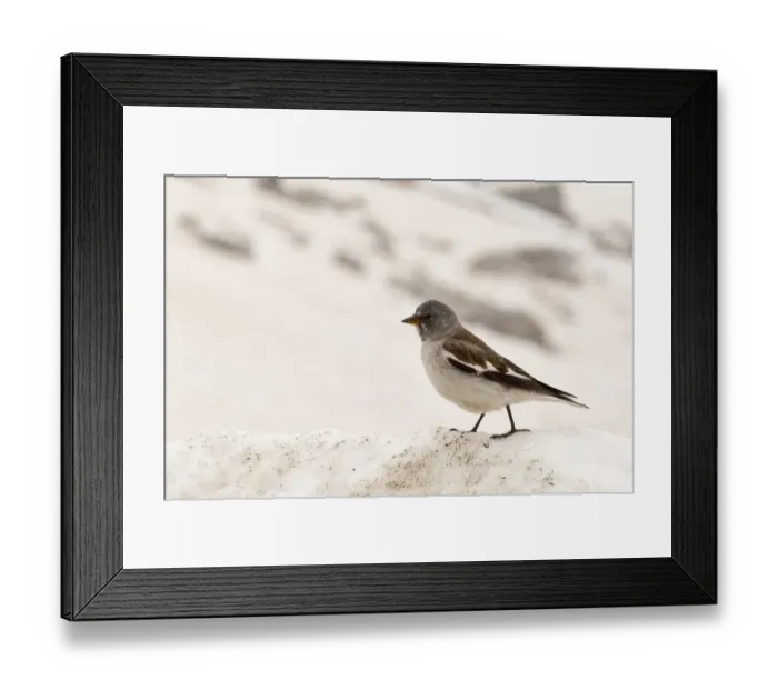 Framed Print : White-winged Snowfinch (Montifringilla nivalis) adult, moulting breeding plumage, standing on snow, at 2500m Framed Print : White-winged Snowfinch (Montifringilla nivalis) adult, moulting breeding plumage, standing on snow, at 2500m