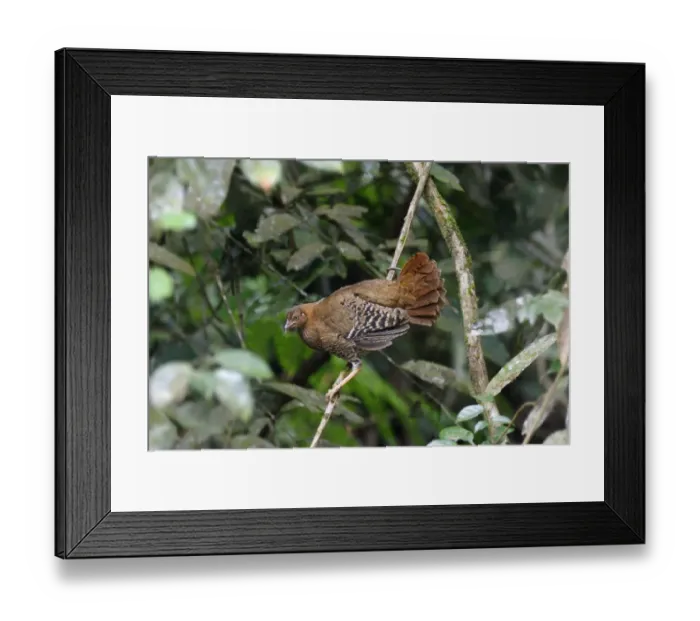 Framed Print : Ceylon Junglefowl (Gallus lafayetii) adult female, clinging to branch in lowland rainforest, Sinharaja Forest Reserve Framed Print : Ceylon Junglefowl (Gallus lafayetii) adult female, clinging to branch in lowland rainforest, Sinharaja Forest Reserve