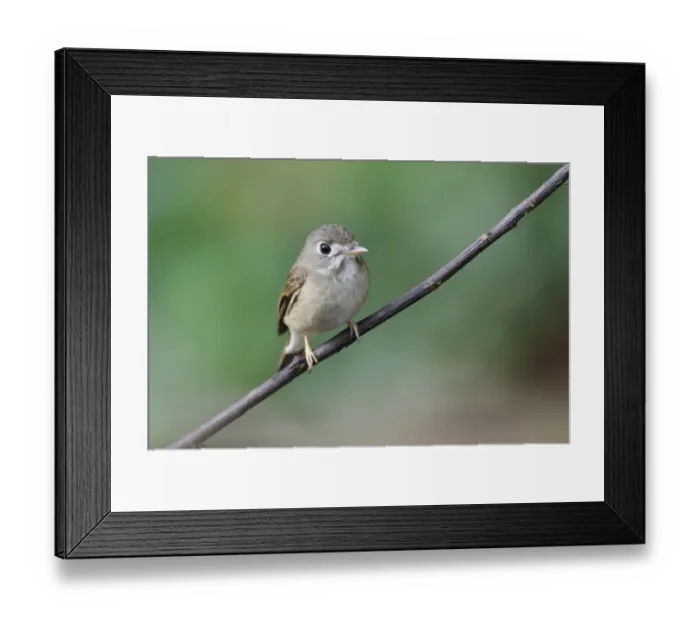 Framed Print : Asian Brown Flycatcher (Muscicapa dauurica) adult, perched on twig in lowland rainforest, Sinharaja Forest Reserve Framed Print : Asian Brown Flycatcher (Muscicapa dauurica) adult, perched on twig in lowland rainforest, Sinharaja Forest Reserve