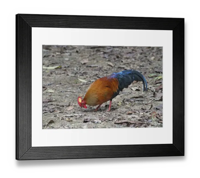 Framed Print : Ceylon Junglefowl (Gallus lafayetii) adult male, foraging on ground in lowland rainforest, Sinharaja Forest Reserve