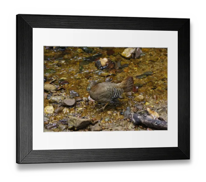 Framed Print : Ceylon Junglefowl (Gallus lafayetii) adult female, drinking from stream in lowland rainforest Framed Print : Ceylon Junglefowl (Gallus lafayetii) adult female, drinking from stream in lowland rainforest