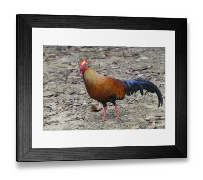 Framed Print : Ceylon Junglefowl (Gallus lafayetii) adult male, walking on ground in lowland rainforest, Sinharaja Forest Reserve Framed Print : Ceylon Junglefowl (Gallus lafayetii) adult male, walking on ground in lowland rainforest, Sinharaja Forest Reserve