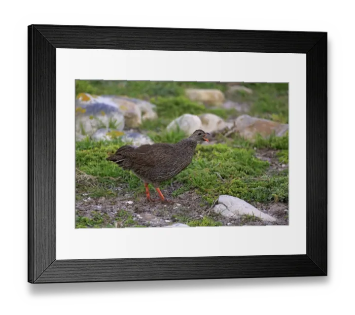 Framed Print : Cape Francolin (Pternistis capensis) adult, calling, Table Mountain N. P. Cape of Good Hope, Western Cape, South Africa Framed Print : Cape Francolin (Pternistis capensis) adult, calling, Table Mountain N. P. Cape of Good Hope, Western Cape, South Africa