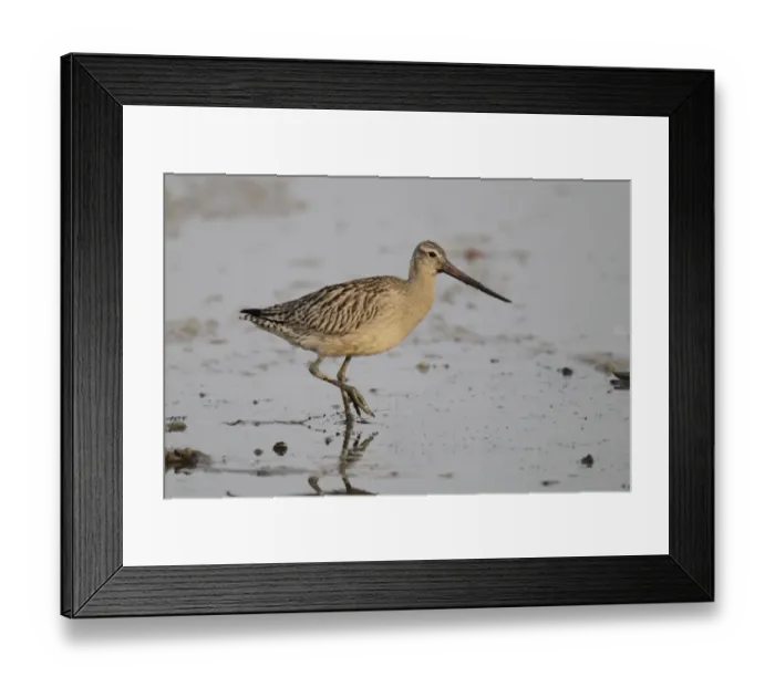 Framed Print : Bar-tailed Godwit (Limosa lapponica menzbieri) adult, non-breeding plumage, walking on tidal mudflat, Mai Po Framed Print : Bar-tailed Godwit (Limosa lapponica menzbieri) adult, non-breeding plumage, walking on tidal mudflat, Mai Po