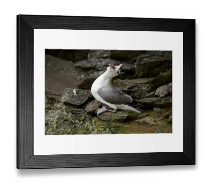 Framed Print : Northern Fulmar (Fulmarus glacialis) adult, calling and displaying, Shetland Islands, Scotland, April Framed Print : Northern Fulmar (Fulmarus glacialis) adult, calling and displaying, Shetland Islands, Scotland, April