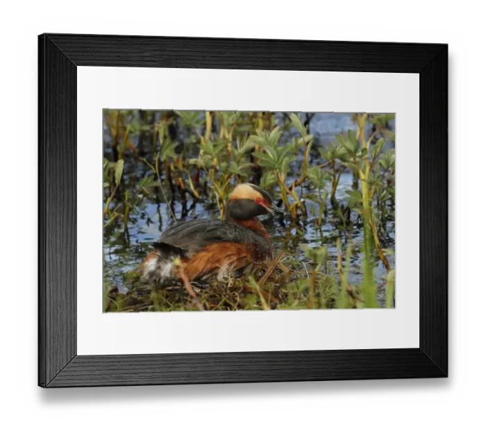 Framed Print : Slavonian Grebe (Podiceps auritus) adult, breeding plumage, sitting on nest, Lake Myvatn, Iceland, June