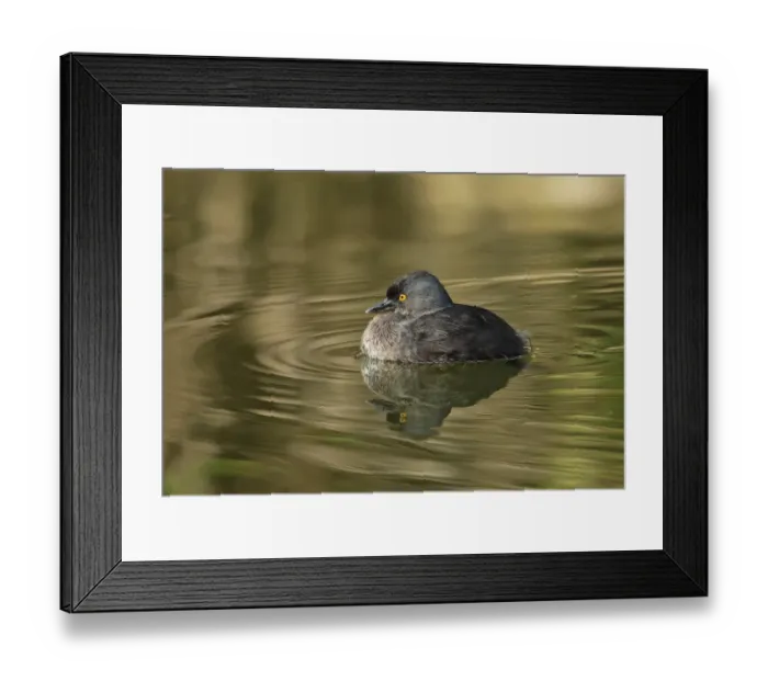 Framed Print : Least Grebe (Tachybaptus dominicus dominicus) adult, swimming in water tank, Marshalls Pen, Jamaica, December Framed Print : Least Grebe (Tachybaptus dominicus dominicus) adult, swimming in water tank, Marshalls Pen, Jamaica, December