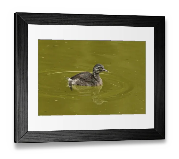 Framed Print : Least Grebe (Tachybaptus dominicus dominicus) juvenile, swimming in water tank, Marshalls Pen, Jamaica, December Framed Print : Least Grebe (Tachybaptus dominicus dominicus) juvenile, swimming in water tank, Marshalls Pen, Jamaica, December
