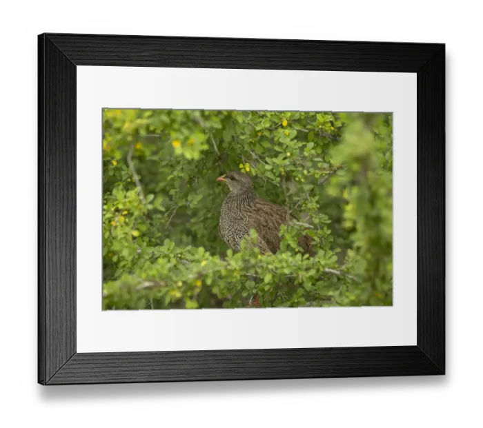 Framed Print : Natal Francolin (Francolinus natalensis) adult, feeding in bush, Kruger N. P Framed Print : Natal Francolin (Francolinus natalensis) adult, feeding in bush, Kruger N. P