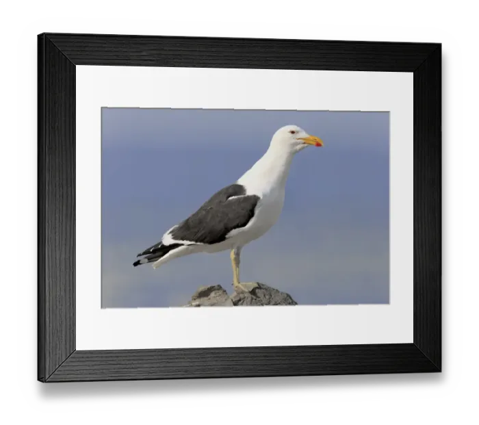 Framed Print : Cape Gull (Larus dominicanus vetula) adult, standing on rock, Stony Point, Bettys Bay, Western Cape, South Africa, June Framed Print : Cape Gull (Larus dominicanus vetula) adult, standing on rock, Stony Point, Bettys Bay, Western Cape, South Africa, June
