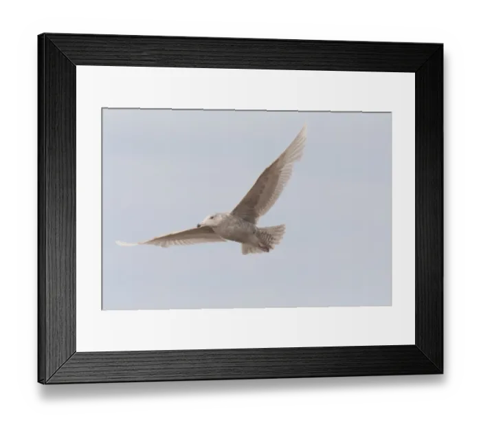 Framed Print : Glaucous Gull (Larus hyperboreus) immature, second winter plumage, in flight, Dungeness, Kent, England, April Framed Print : Glaucous Gull (Larus hyperboreus) immature, second winter plumage, in flight, Dungeness, Kent, England, April