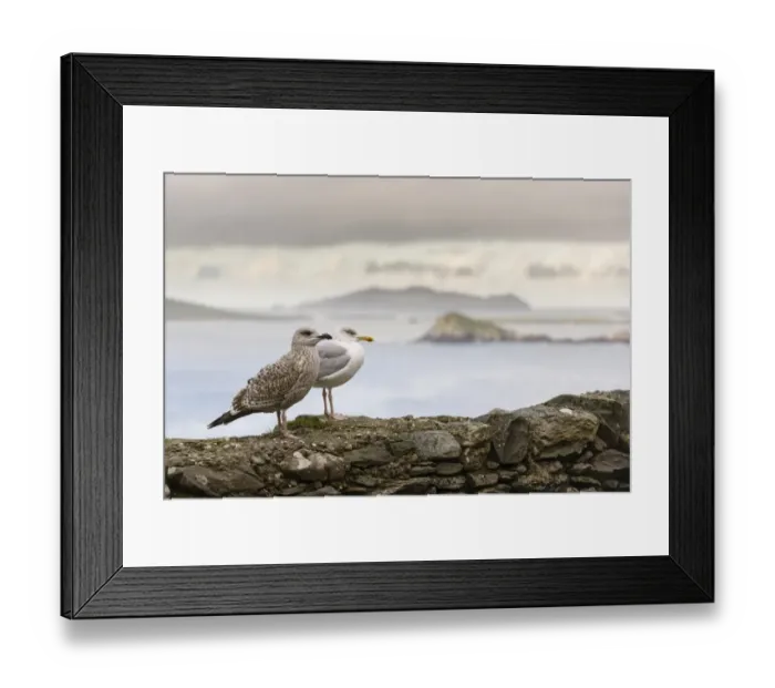 Framed Print : Herring Gull (Larus argentatus) adult, non-breeding plumage, and juvenile, standing on coastal wall, Slea Head Framed Print : Herring Gull (Larus argentatus) adult, non-breeding plumage, and juvenile, standing on coastal wall, Slea Head