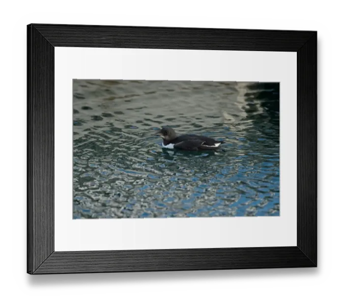 Framed Print : Brunnichs Guillemot (Uria lomvia) adult, non-breeding plumage, vagrant swimming, Isle of Portland, Dorset, England Framed Print : Brunnichs Guillemot (Uria lomvia) adult, non-breeding plumage, vagrant swimming, Isle of Portland, Dorset, England