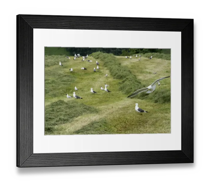 Framed Print : Lesser Black-backed Gull (Larus fuscus) and Black-headed Gull (Chroicocephalus ridibundus) mixed flock Framed Print : Lesser Black-backed Gull (Larus fuscus) and Black-headed Gull (Chroicocephalus ridibundus) mixed flock