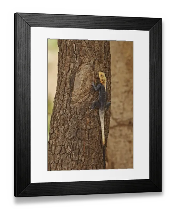 Framed Print : West African Agama (Agama africana) adult, clinging to tree trunk, Mole N. P. Ghana, February Framed Print : West African Agama (Agama africana) adult, clinging to tree trunk, Mole N. P. Ghana, February