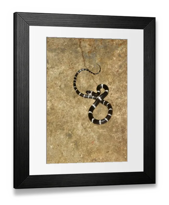 Framed Print : Malayan Banded Wolf Snake (Lycodon subcinctus) adult, resting on rock, Bali, Lesser Sunda Islands, Indonesia, October Framed Print : Malayan Banded Wolf Snake (Lycodon subcinctus) adult, resting on rock, Bali, Lesser Sunda Islands, Indonesia, October