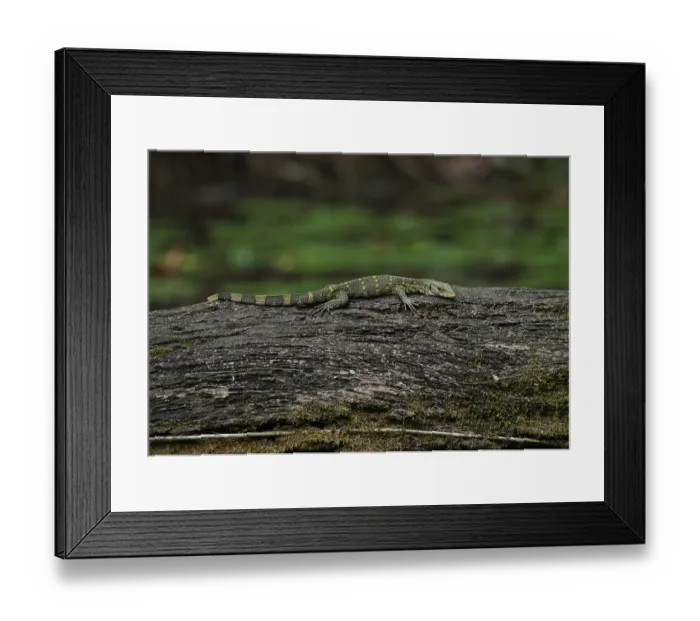 Framed Print : Ornate Monitor (Varanus ornatus) adult, resting on log, Ankasa Reserve, Ghana, February Framed Print : Ornate Monitor (Varanus ornatus) adult, resting on log, Ankasa Reserve, Ghana, February