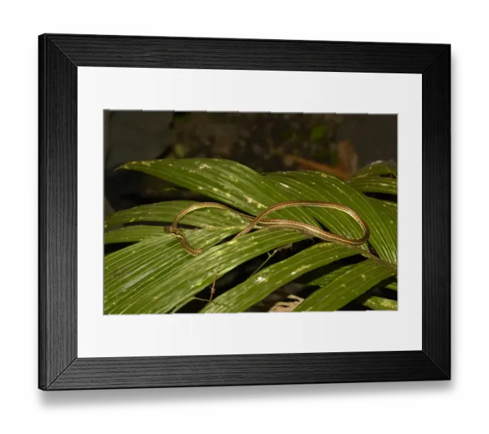 Framed Print : Painted Bronzeback (Dendrelaphis pictus) adult, on leaves at night, Bali, Lesser Sunda Islands, Indonesia, October