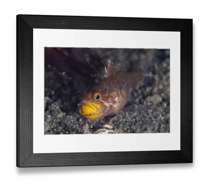 Framed Print : Weedy Cardinalfish (Foa fo) adult, protectively carrying eggs in mouth, on black sand at night, Lembeh Straits Framed Print : Weedy Cardinalfish (Foa fo) adult, protectively carrying eggs in mouth, on black sand at night, Lembeh Straits