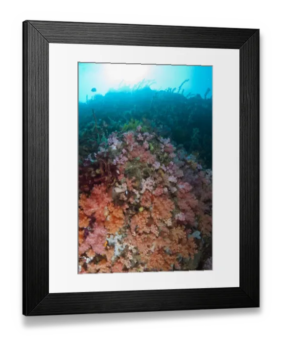 Framed Print : Soft coral reef habitat, Angels Window, Lembeh Straits, Sulawesi, Greater Sunda Islands, Indonesia, March Framed Print : Soft coral reef habitat, Angels Window, Lembeh Straits, Sulawesi, Greater Sunda Islands, Indonesia, March