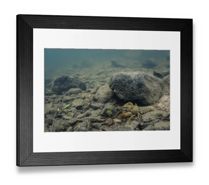 Framed Print : Atlantic Stream Crayfish (Austropotamobius pallipes) adult, on stony riverbed in river habitat, River Witham Framed Print : Atlantic Stream Crayfish (Austropotamobius pallipes) adult, on stony riverbed in river habitat, River Witham