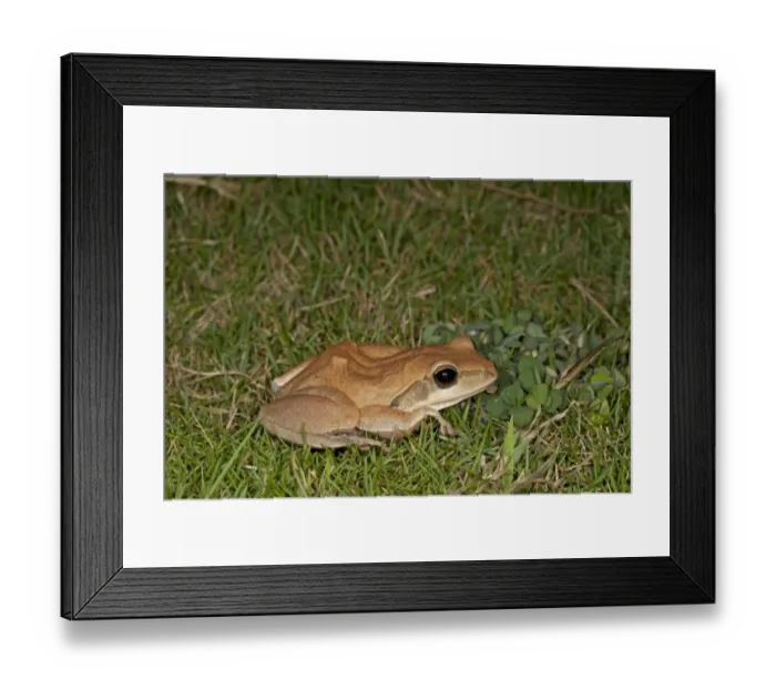 Framed Print : Common Indian Treefrog (Polypedates maculatus) adult, on grass, India, February Framed Print : Common Indian Treefrog (Polypedates maculatus) adult, on grass, India, February