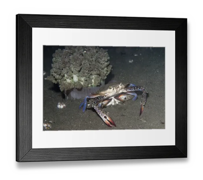 Framed Print : Blue Swimming Crab (Portunus pelagicus) adult pair, mating beside anemone on black sand, Manado, Sulawesi Framed Print : Blue Swimming Crab (Portunus pelagicus) adult pair, mating beside anemone on black sand, Manado, Sulawesi