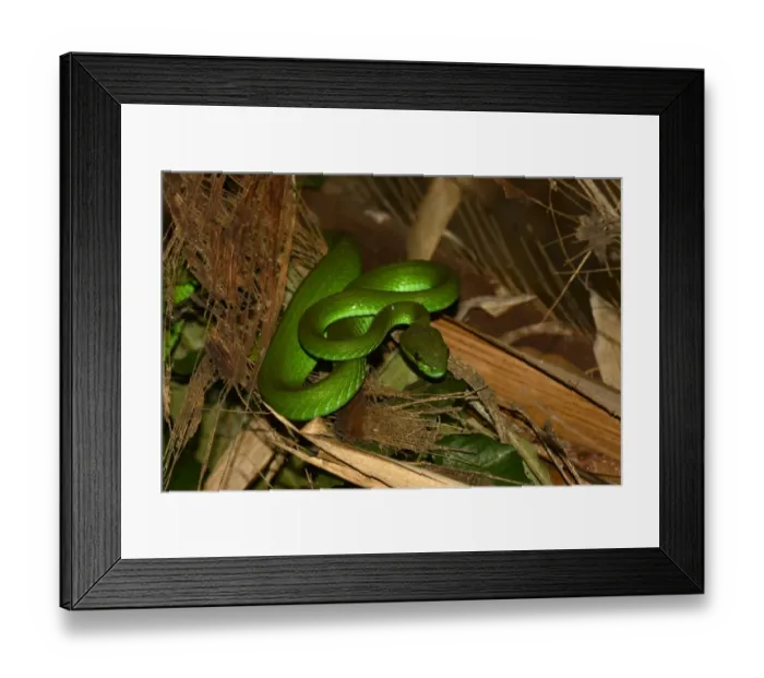 Framed Print : White-lipped Pitviper (Trimeresurus albolabris insularis) adult, resting amongst bamboo at night, Bali Framed Print : White-lipped Pitviper (Trimeresurus albolabris insularis) adult, resting amongst bamboo at night, Bali