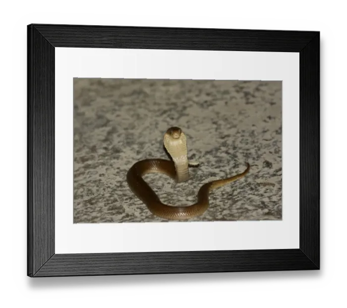 Framed Print : Javan Spitting Cobra (Naja sputatrix) juvenile, rearing up with hood flattened in threat display, Bali Framed Print : Javan Spitting Cobra (Naja sputatrix) juvenile, rearing up with hood flattened in threat display, Bali
