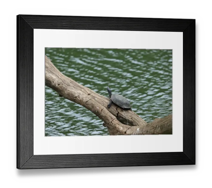 Framed Print : Indian Black Turtle (Melanochelys trijuga) adult, resting on log over water, Sri Lanka, February Framed Print : Indian Black Turtle (Melanochelys trijuga) adult, resting on log over water, Sri Lanka, February